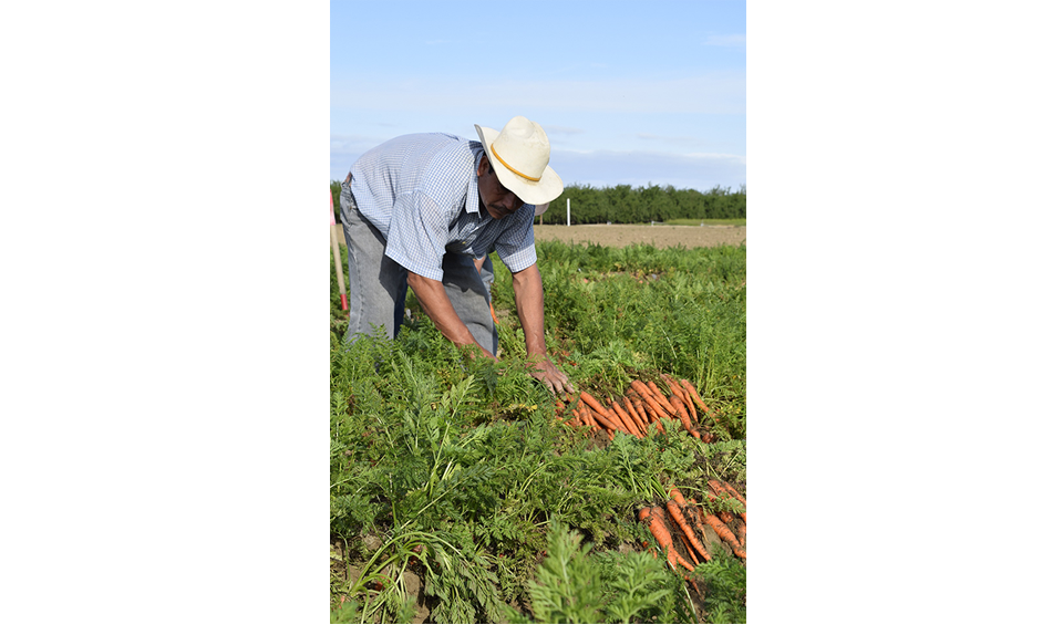 Productor nacional, cosechando zanahorias.